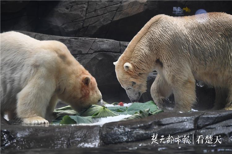 2025最新免费资料大全和给北极熊现蒸粽子与北极熊 特制粽子