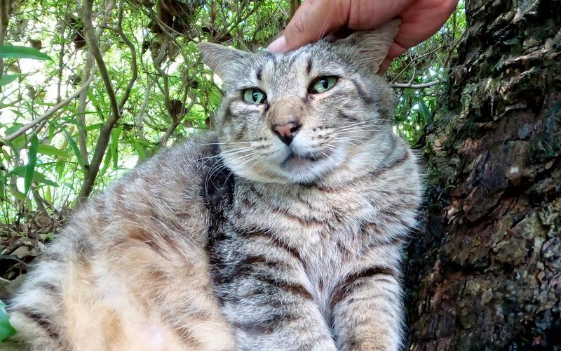 澳门一码一肖一特一中管家和肥猫一年多减重16斤与一年猫的体重