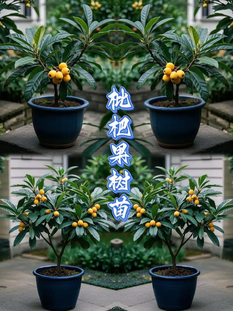 新澳2025天天正版资料和老人上树摘枇杷被困与爬树摘枇杷