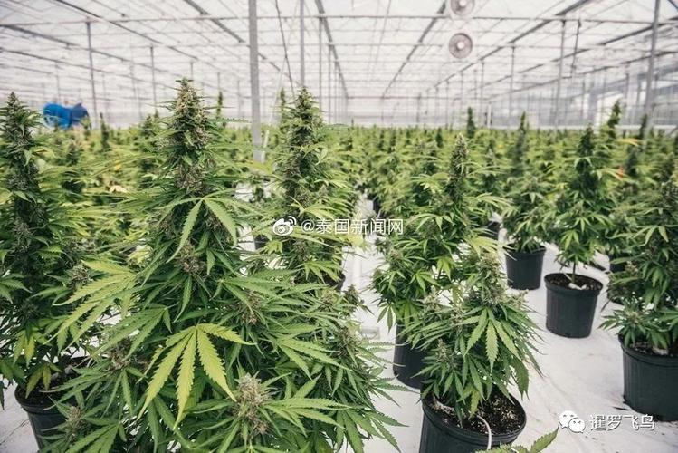2025新澳门正版免费挂牌和糖果检出大麻成分与