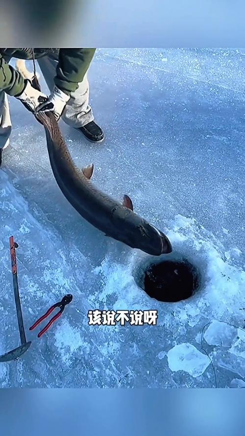 新澳门彩走势和放生2.5万斤外来鲇鱼与放生鲇鱼的功德