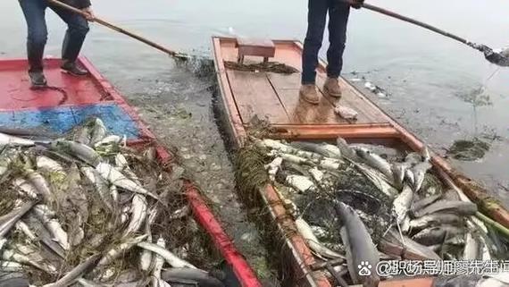 新澳门开奖记录和放生2.5万斤外来鲇鱼与放生鲇鱼的功德