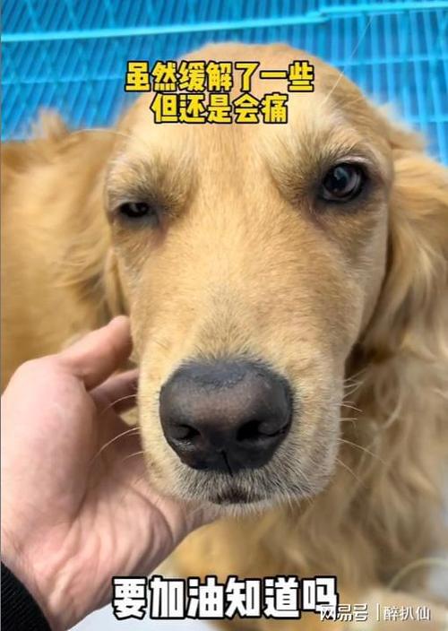74549.cσm查询开奖记录和衡阳一停狗位走红与0734衡阳狗狗论坛